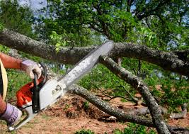 Best Soil Testing and Treatment  in Springdale, SC