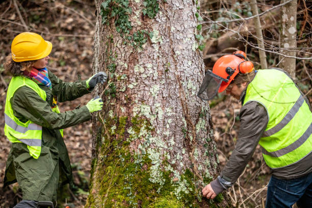 Best Tree Health Inspection  in Springdale, SC