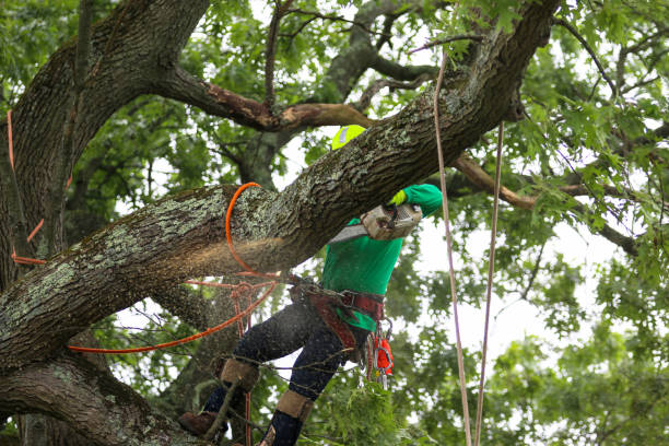 Reliable Springdale, SC Tree Care Solutions